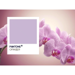 Шар (19''/48 см) Сердце, Орхидея, 1 шт., 224715