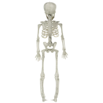 Декоративное украшение, Скелет, 40 см, 1 шт., 6232121